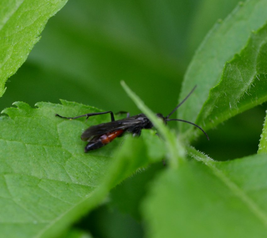 ID imenottero (Pompilidae?)