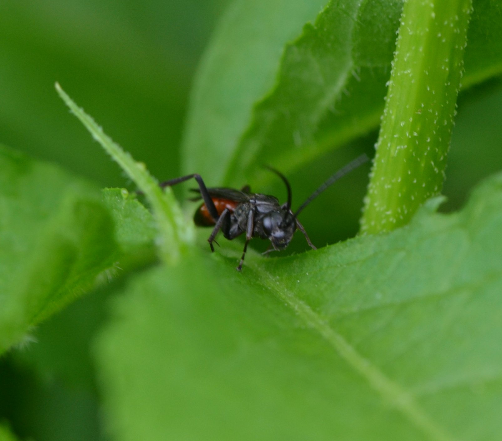 ID imenottero (Pompilidae?)