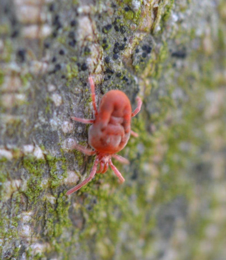 Trombidium holosericeum?