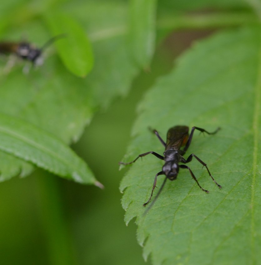 ID imenottero (Pompilidae?)