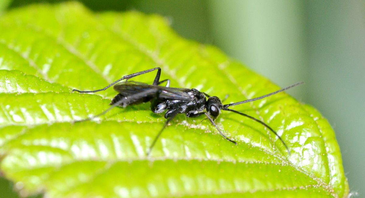 ID Pompilidae: Pompilus cinereus?