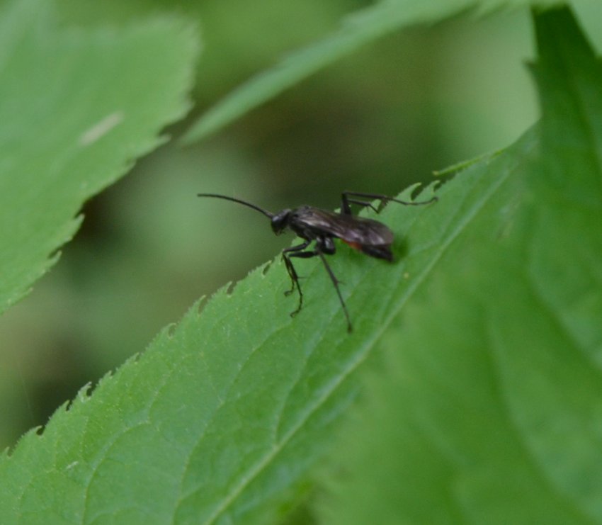 ID imenottero (Pompilidae?)