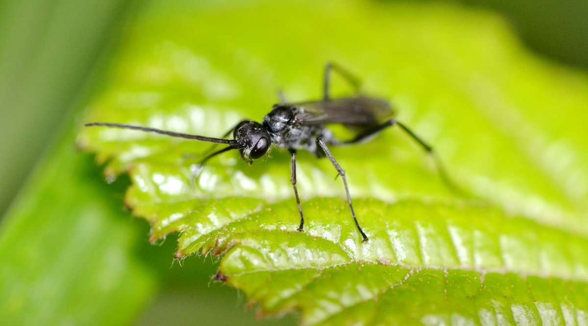 ID Pompilidae: Pompilus cinereus?