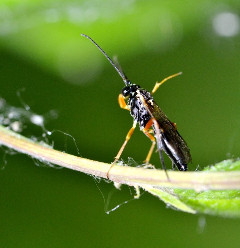 ID Ichneumonidae