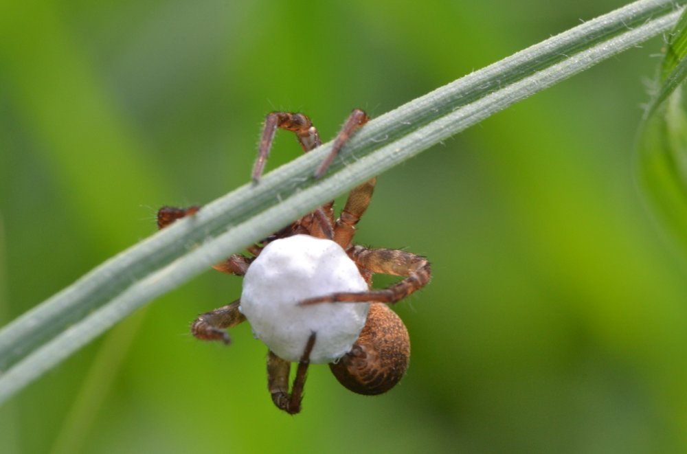 Mamma Lycosidae con uova (Trochosa sp.)