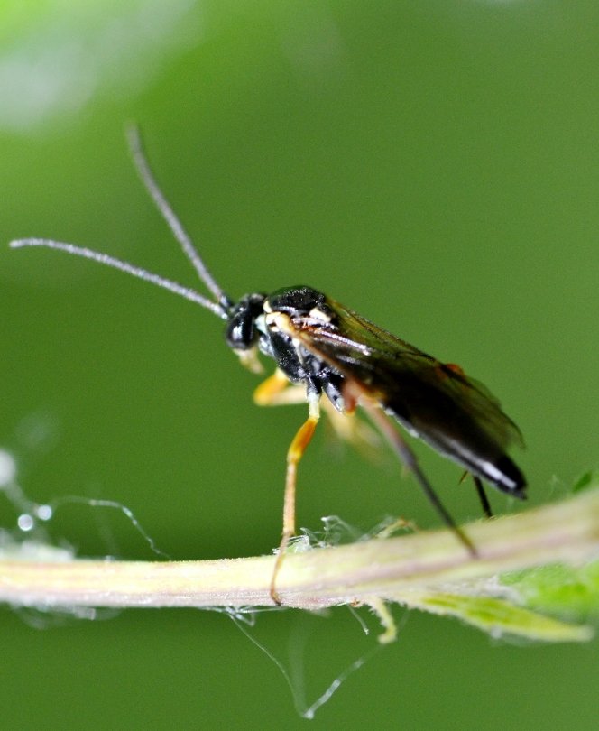 ID Ichneumonidae