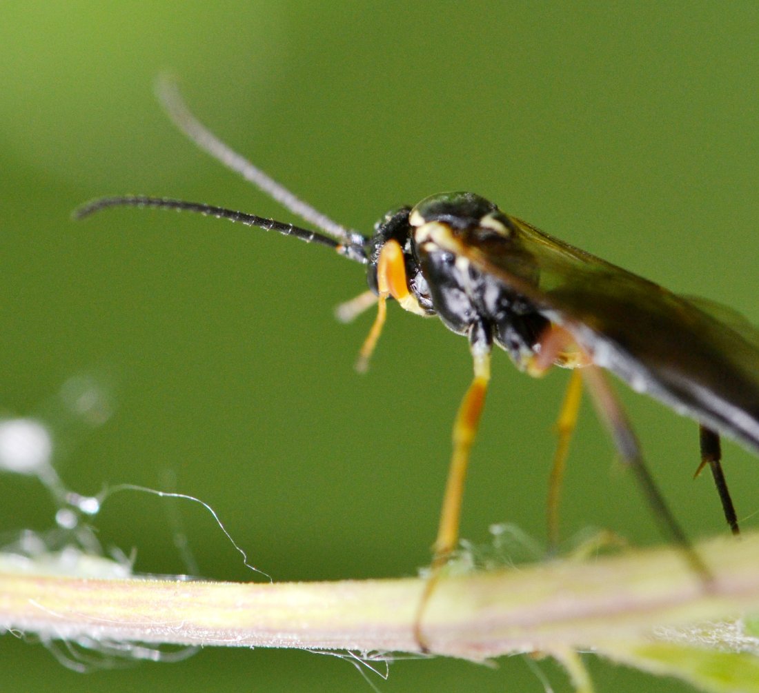 ID Ichneumonidae