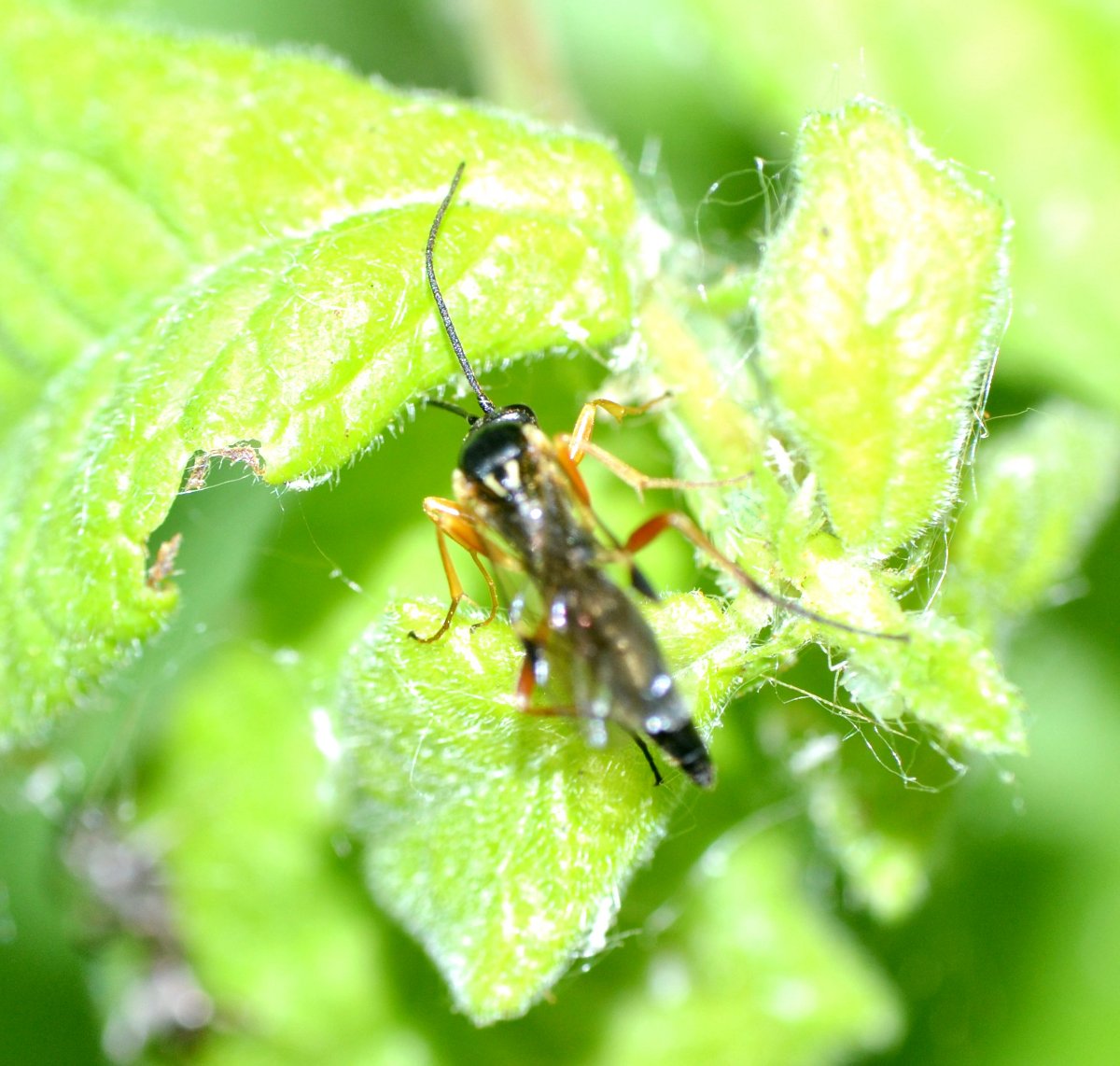 ID Ichneumonidae