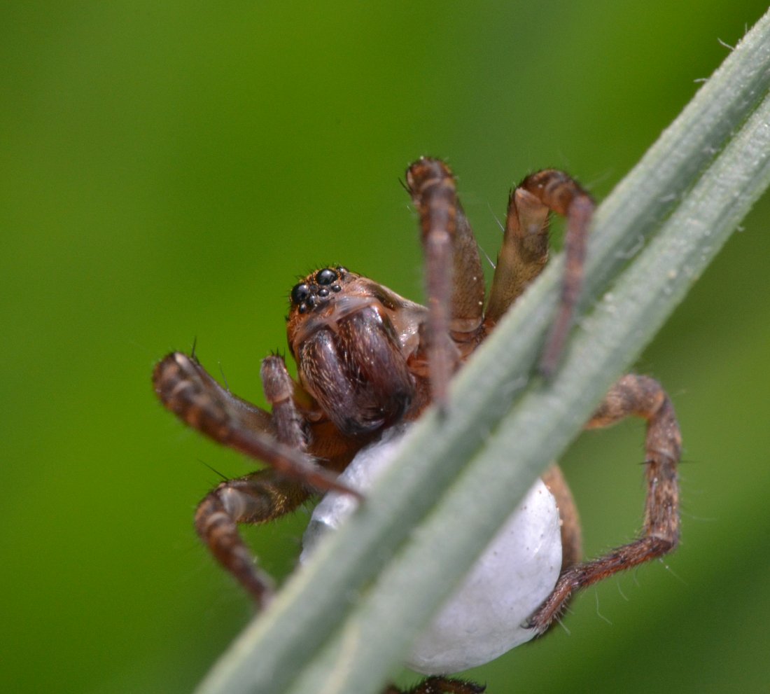 Mamma Lycosidae con uova (Trochosa sp.)