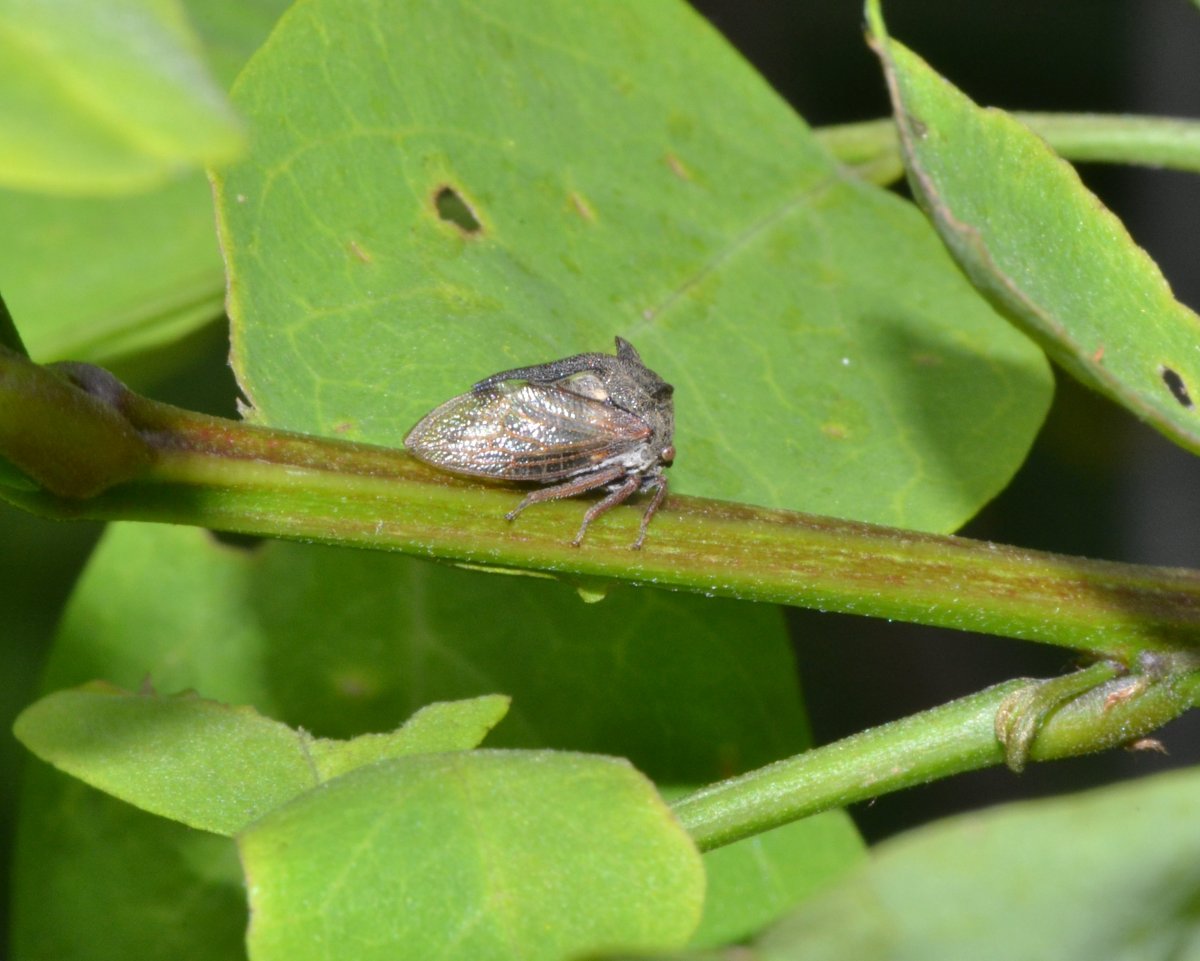 Centrotus cornutus