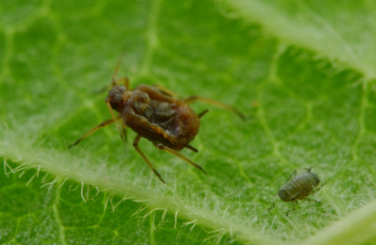 Cecidomyiidae Aphidoletes aphidimyza, dalla larva all''adulto