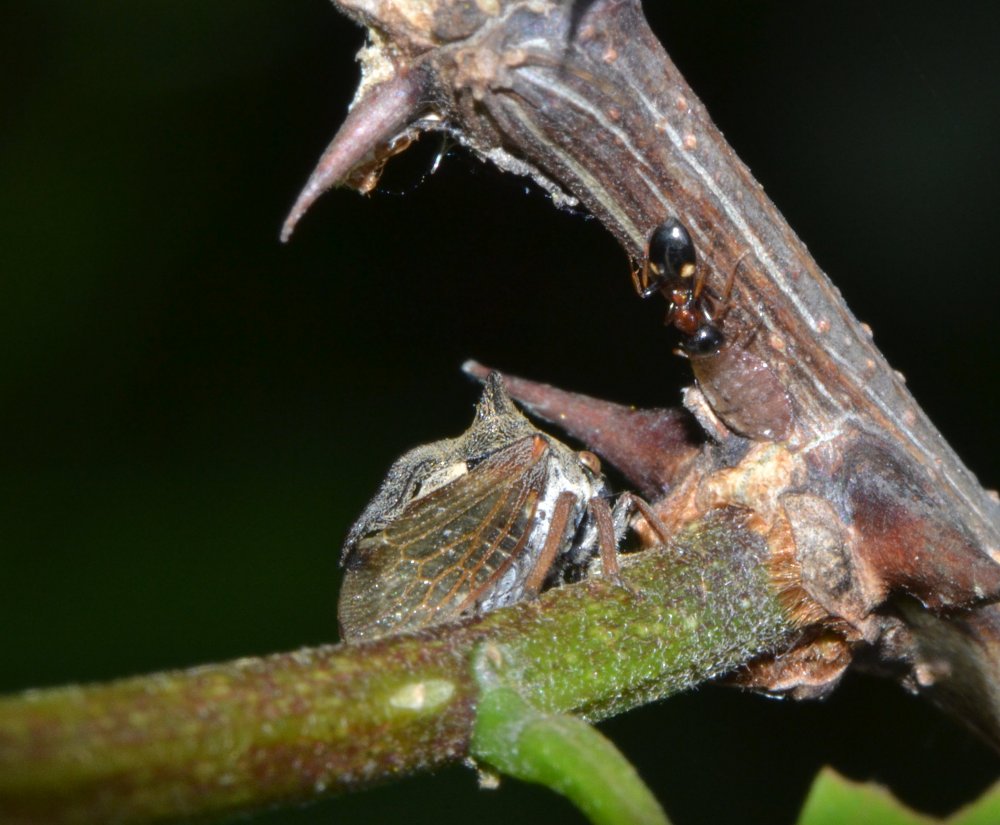 Centrotus cornutus