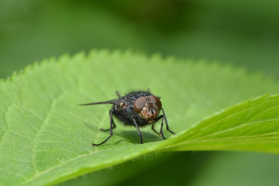 ID: Calliphora vomitoria?