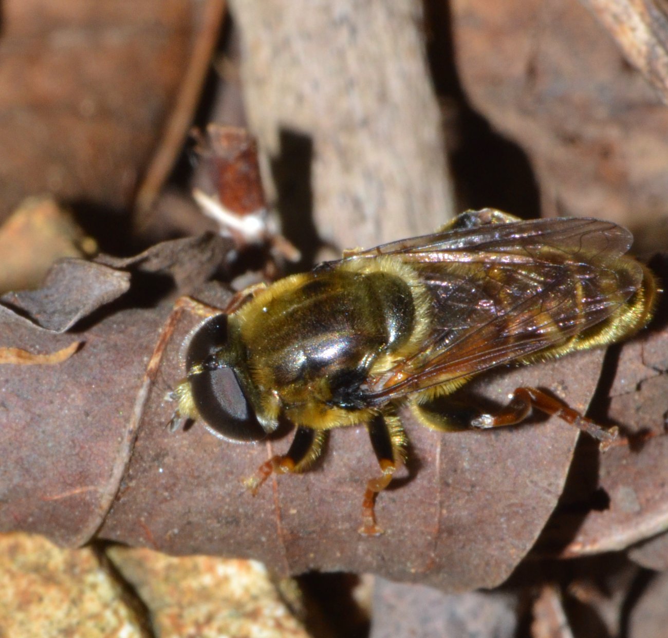 Syrphidae maschio, Merodon sp.