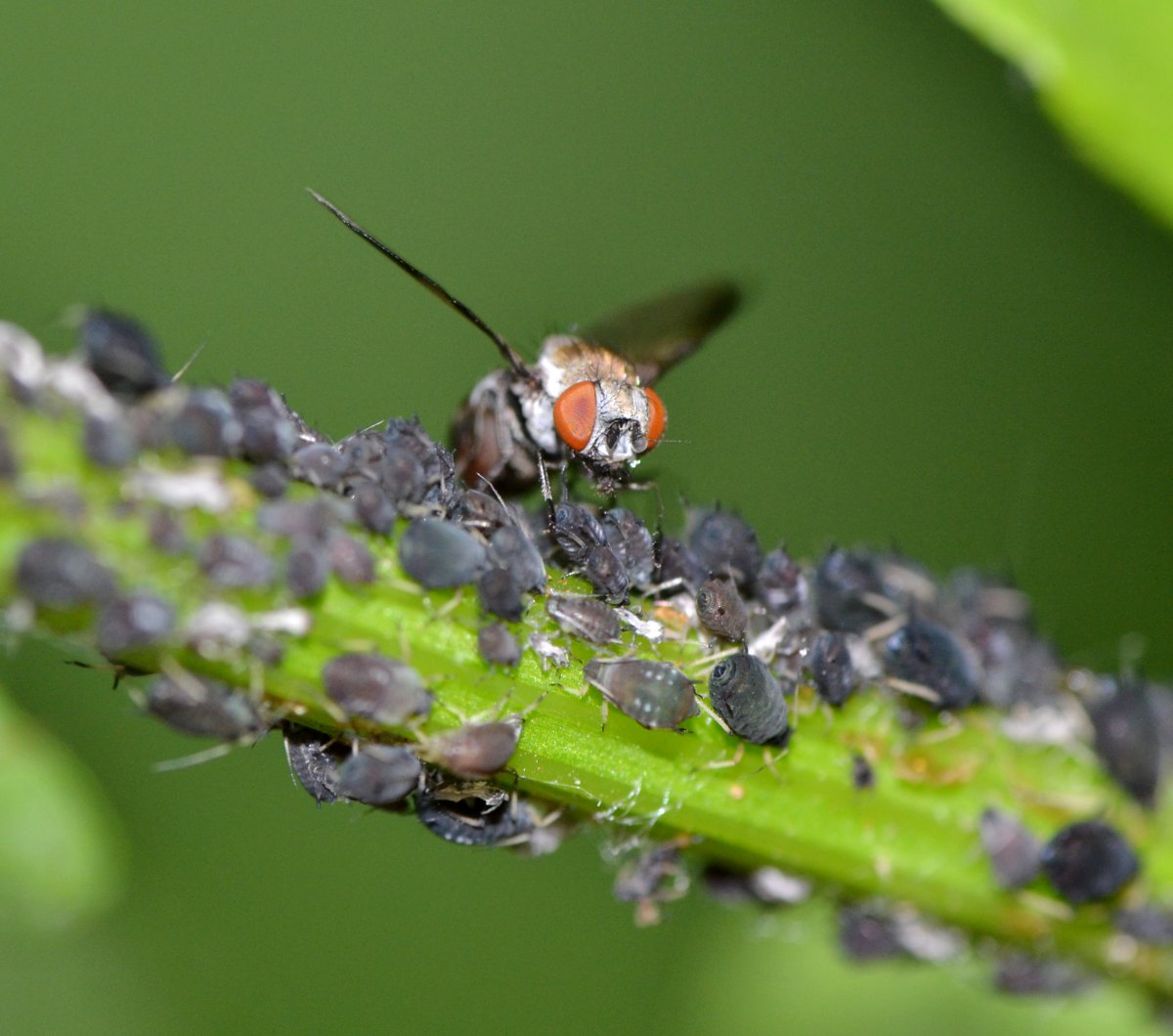 ID:Tephritidae (?) si nutre di melata