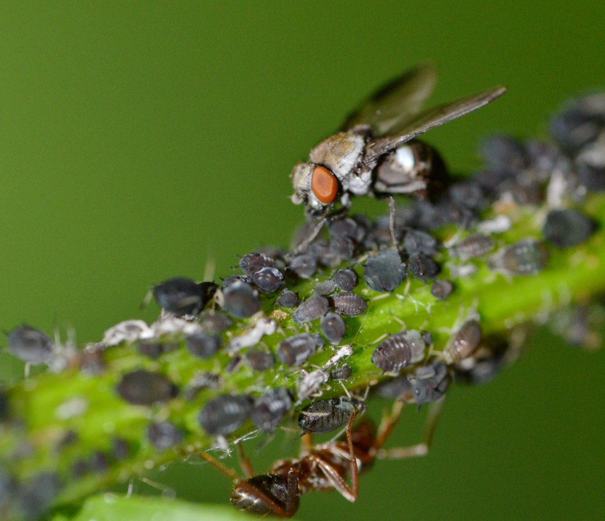 ID:Tephritidae (?) si nutre di melata