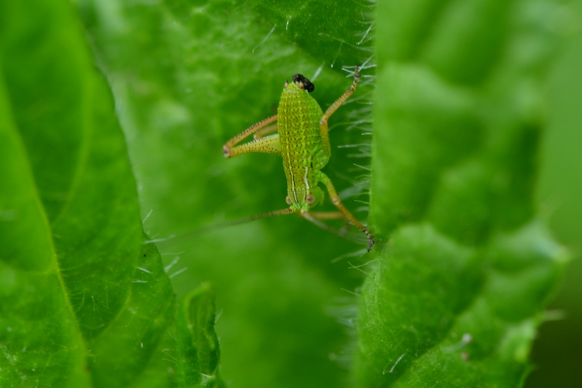 ID: Ninfe Tettigoniidae?