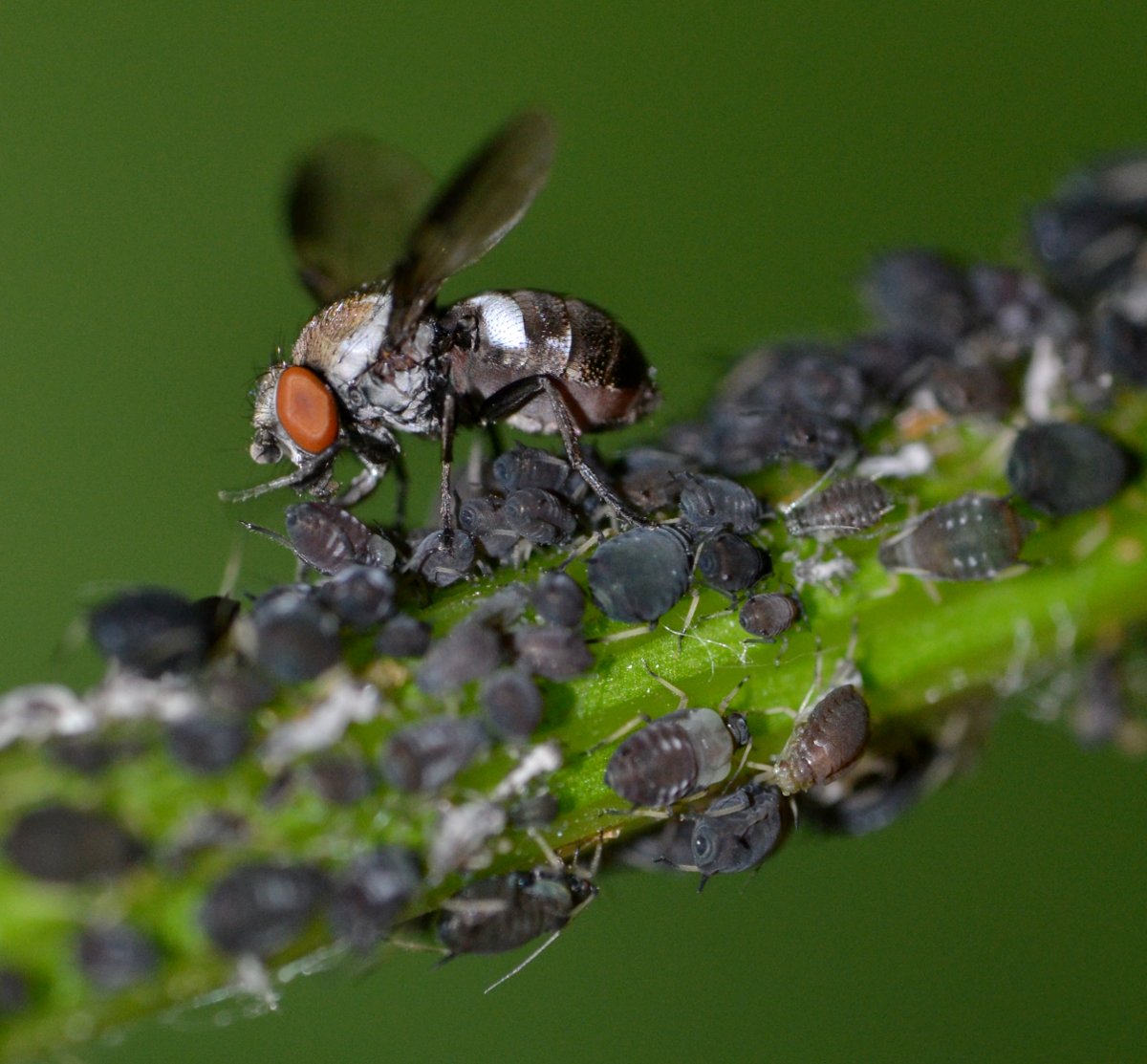 ID:Tephritidae (?) si nutre di melata