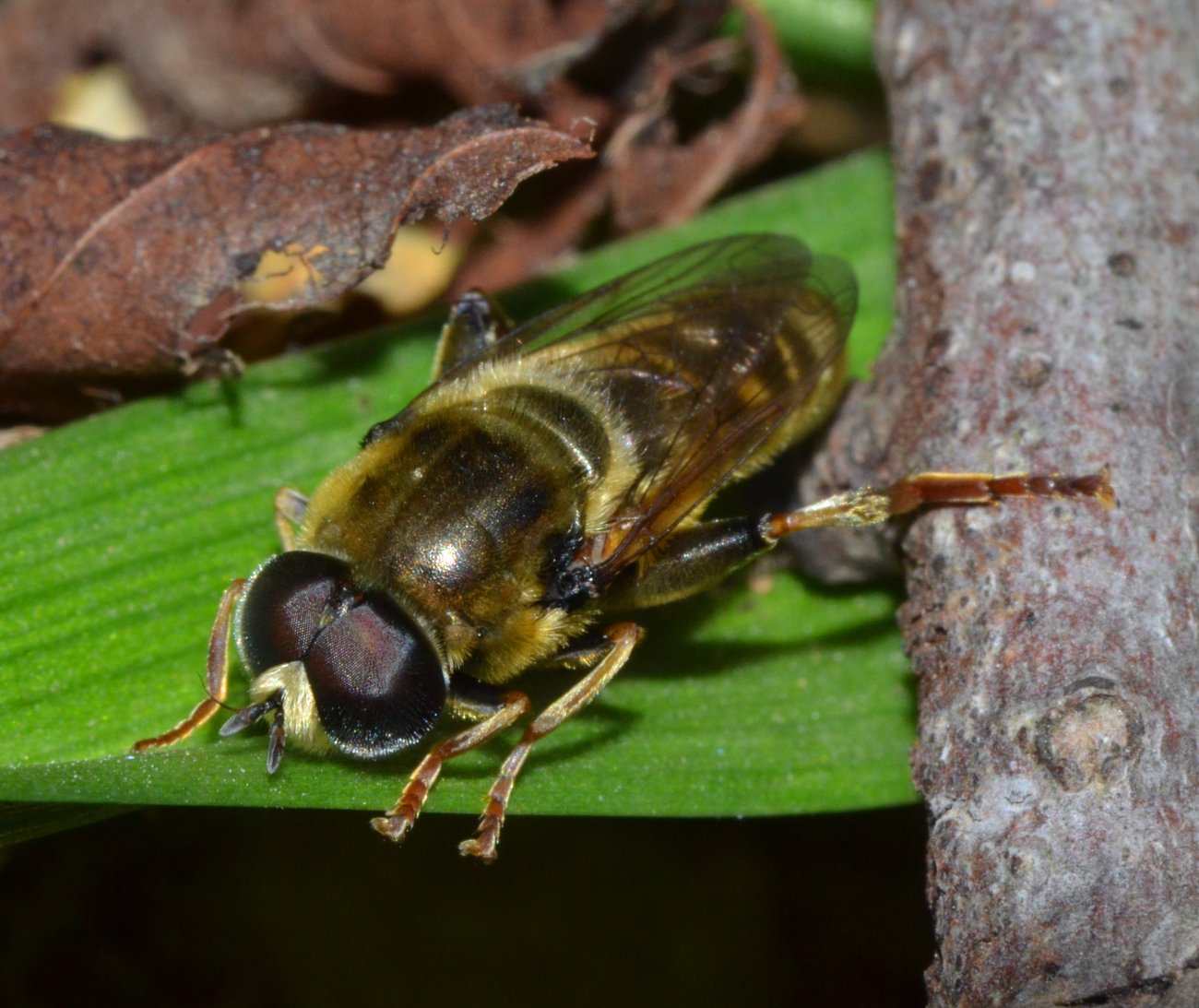 Syrphidae maschio, Merodon sp.