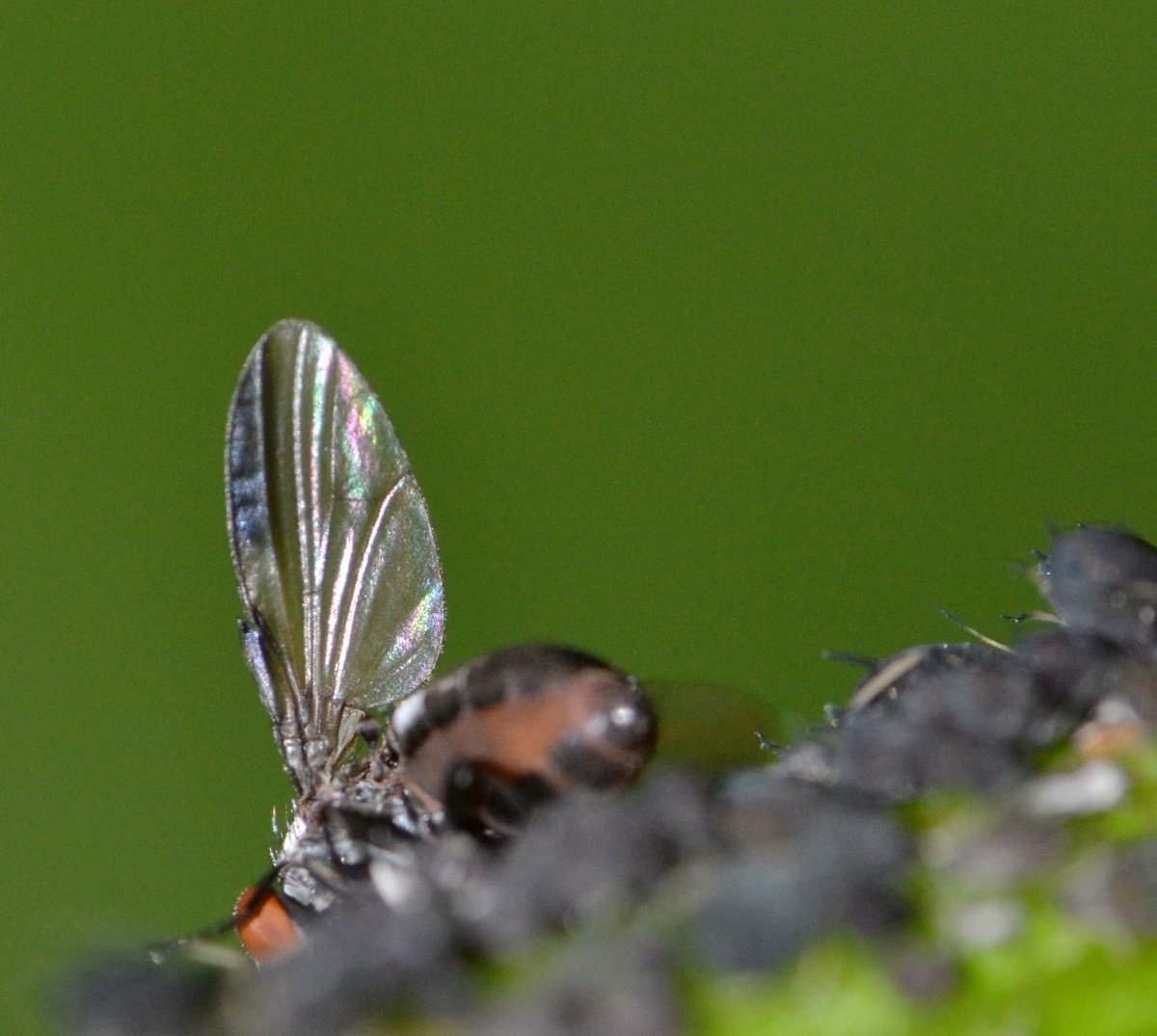 ID:Tephritidae (?) si nutre di melata