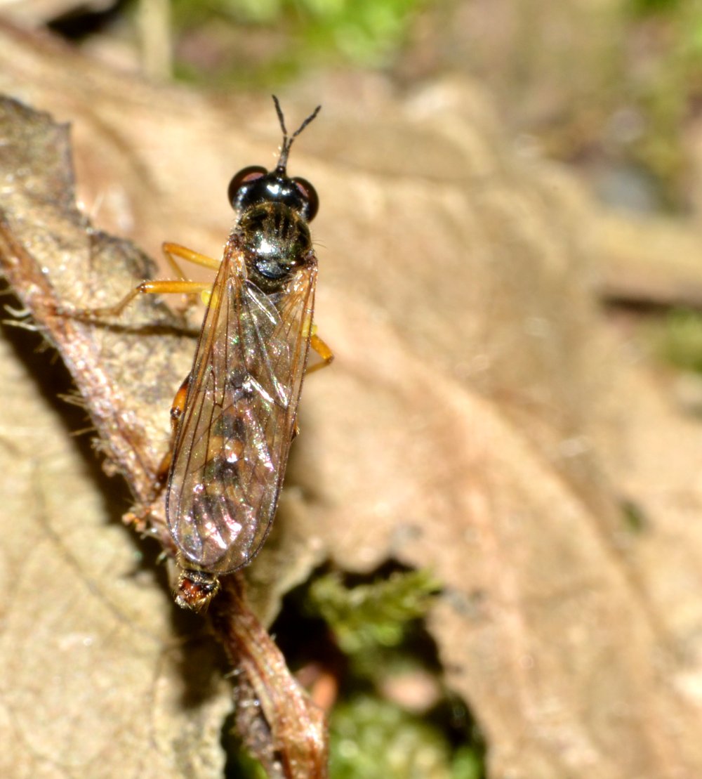 Asilidae Dioctria sp.  con preda (Drosophilidae)