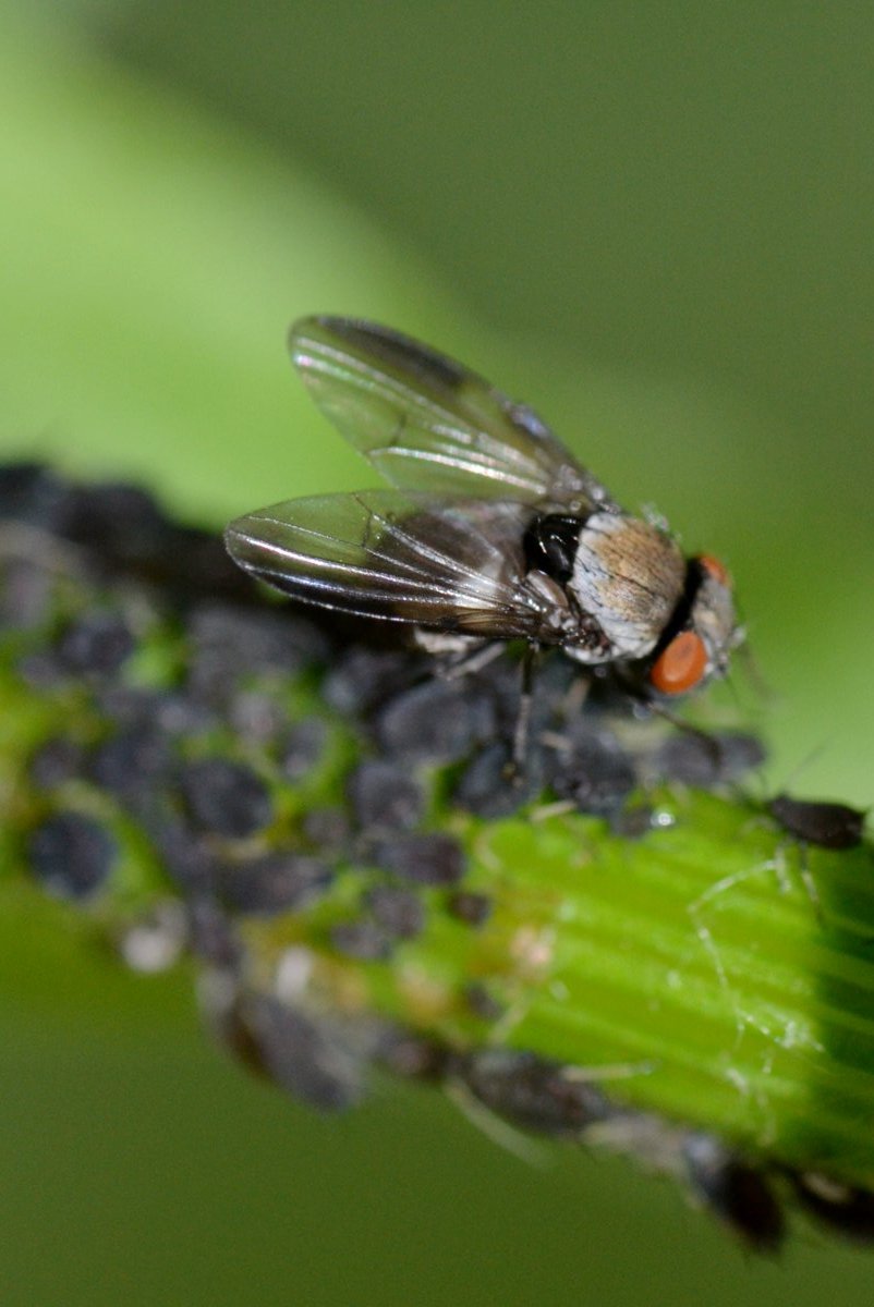 ID:Tephritidae (?) si nutre di melata