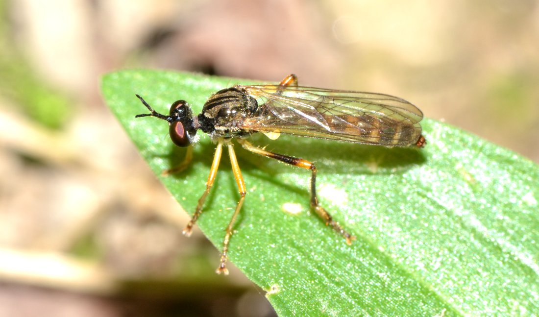 Asilidae Dioctria sp.  con preda (Drosophilidae)