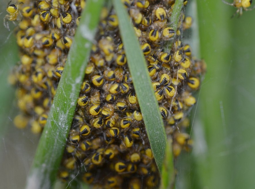 Araneus sp.