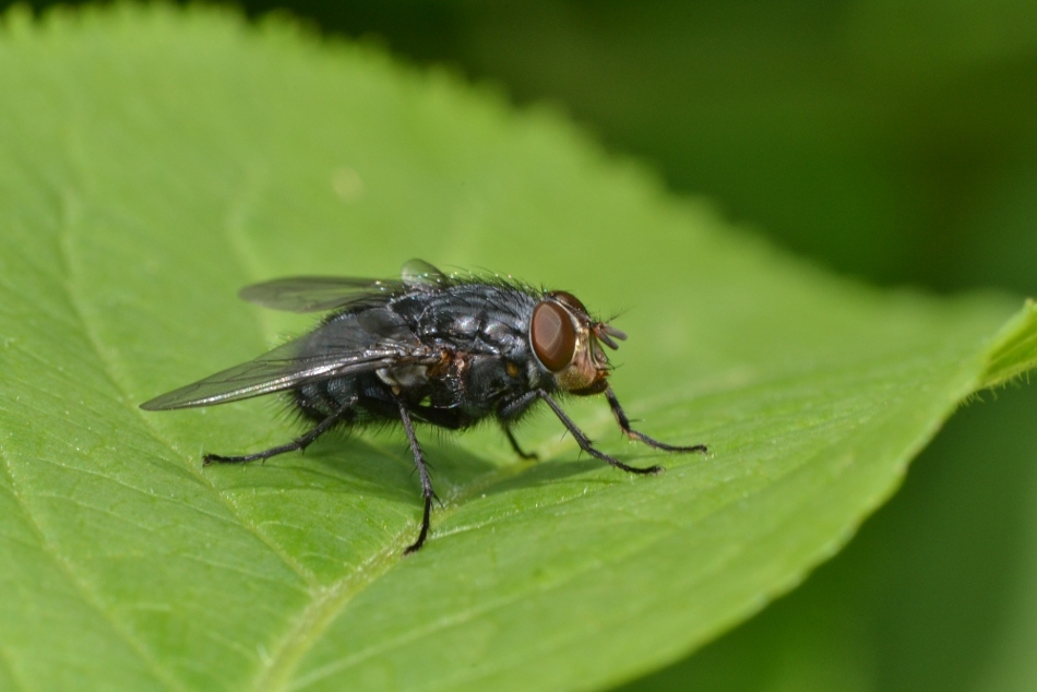 ID: Calliphora vomitoria?