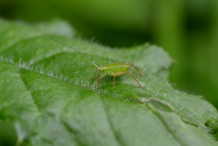 ID: Ninfe Tettigoniidae?