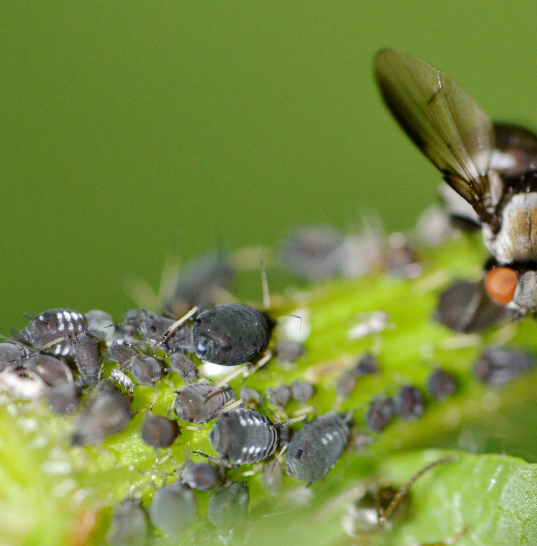 ID:Tephritidae (?) si nutre di melata