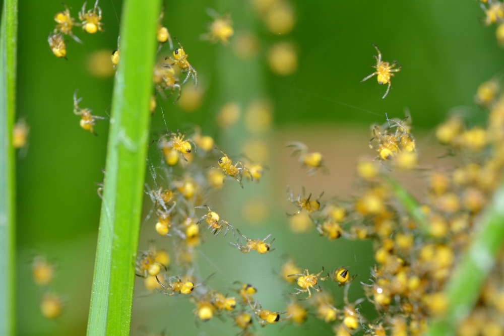 Araneus sp.