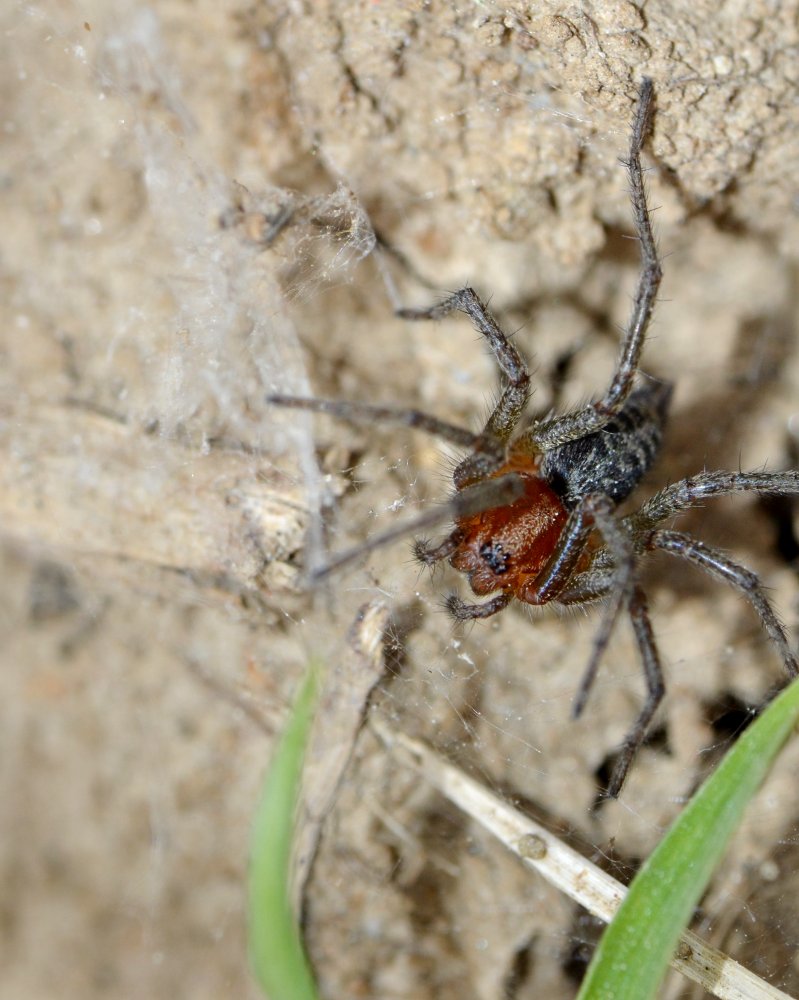 Agelena cf. labyrinthica