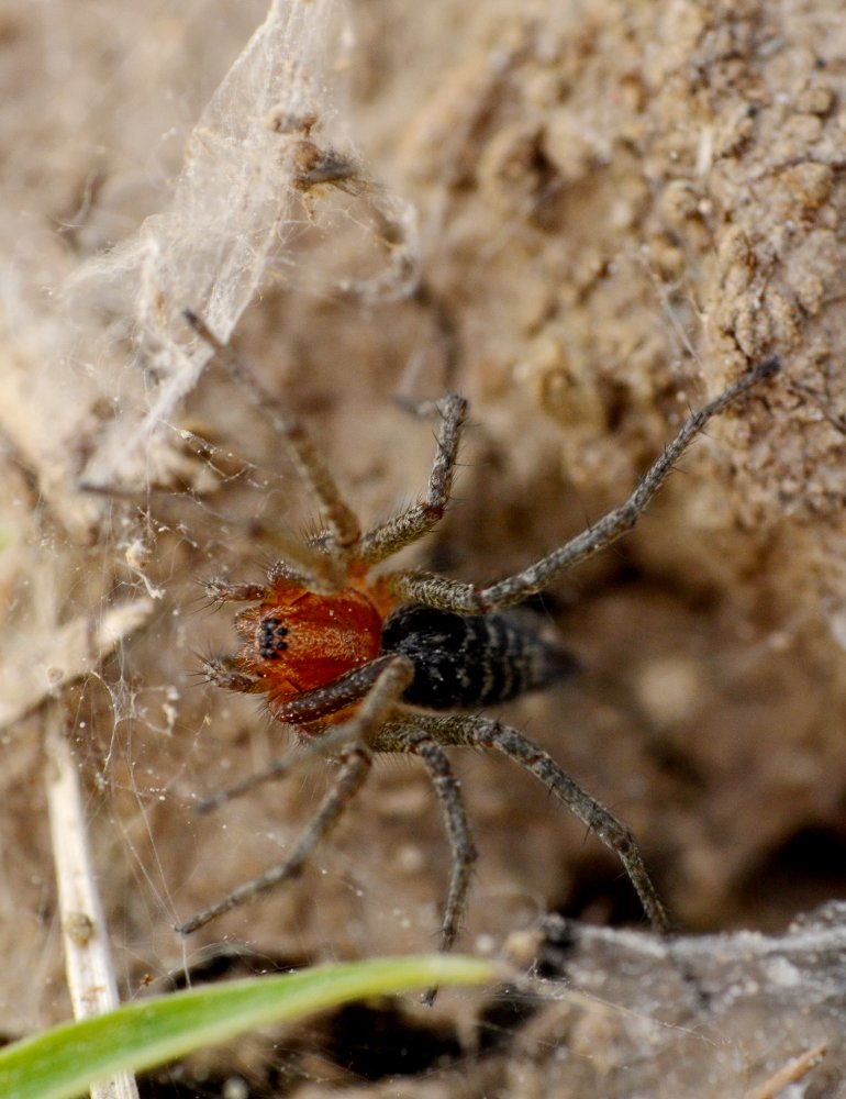 Agelena cf. labyrinthica