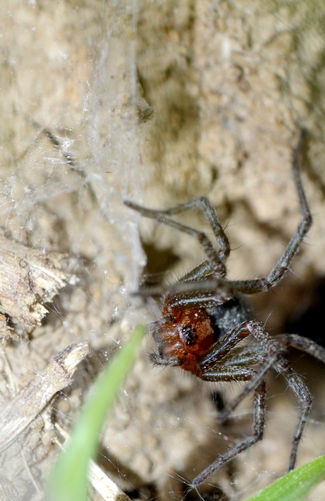 Agelena cf. labyrinthica