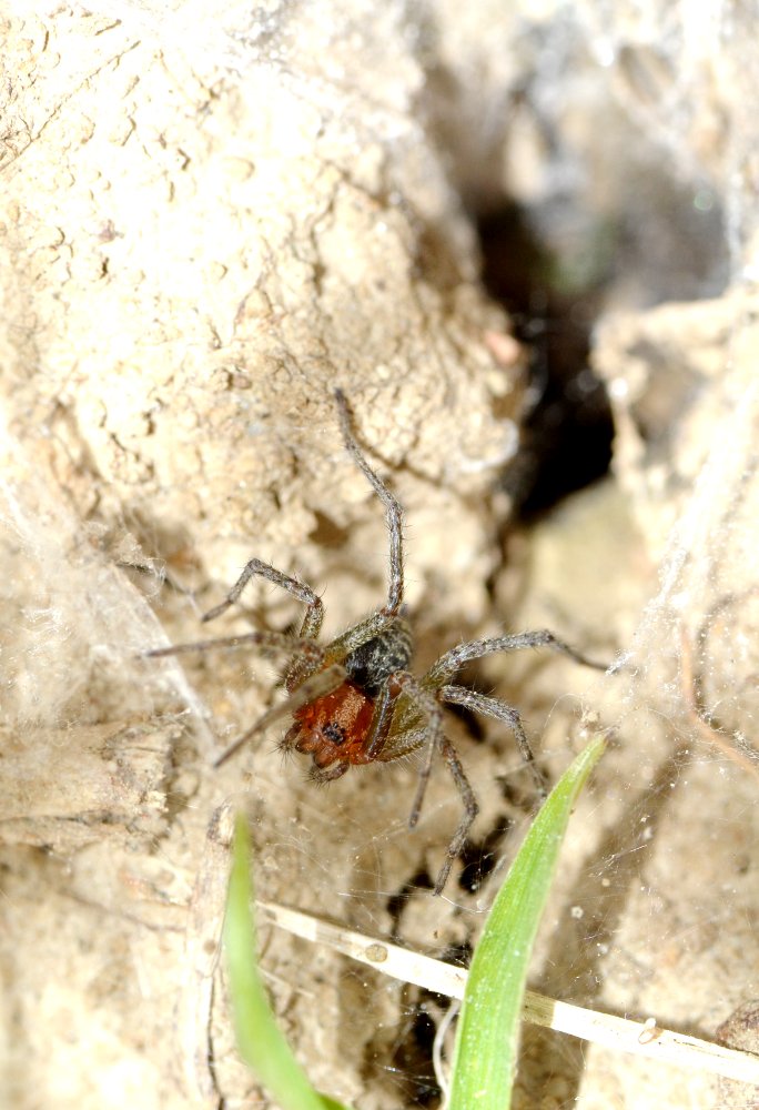 Agelena cf. labyrinthica