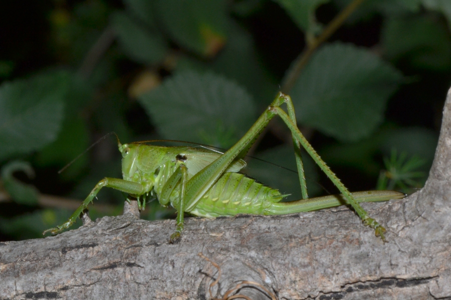 Ninfa Tettigonia sp. femmina