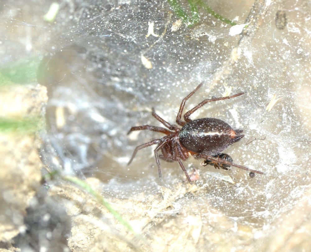 Agelena cf. labyrinthica