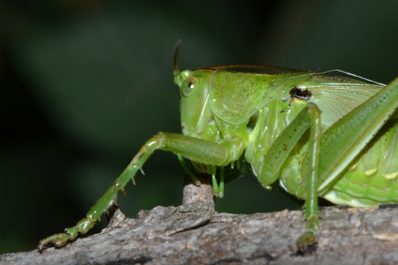 Ninfa Tettigonia sp. femmina