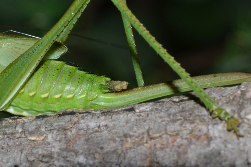 Ninfa Tettigonia sp. femmina