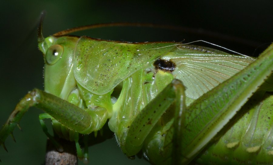 Ninfa Tettigonia sp. femmina