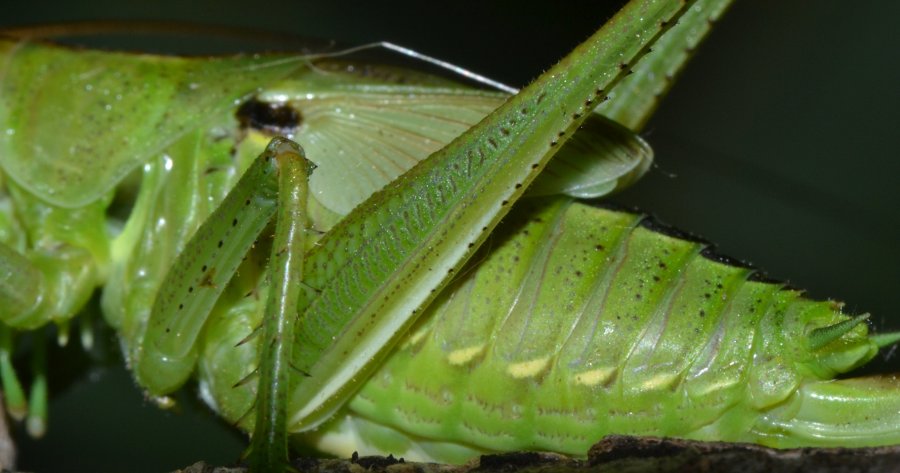 Ninfa Tettigonia sp. femmina