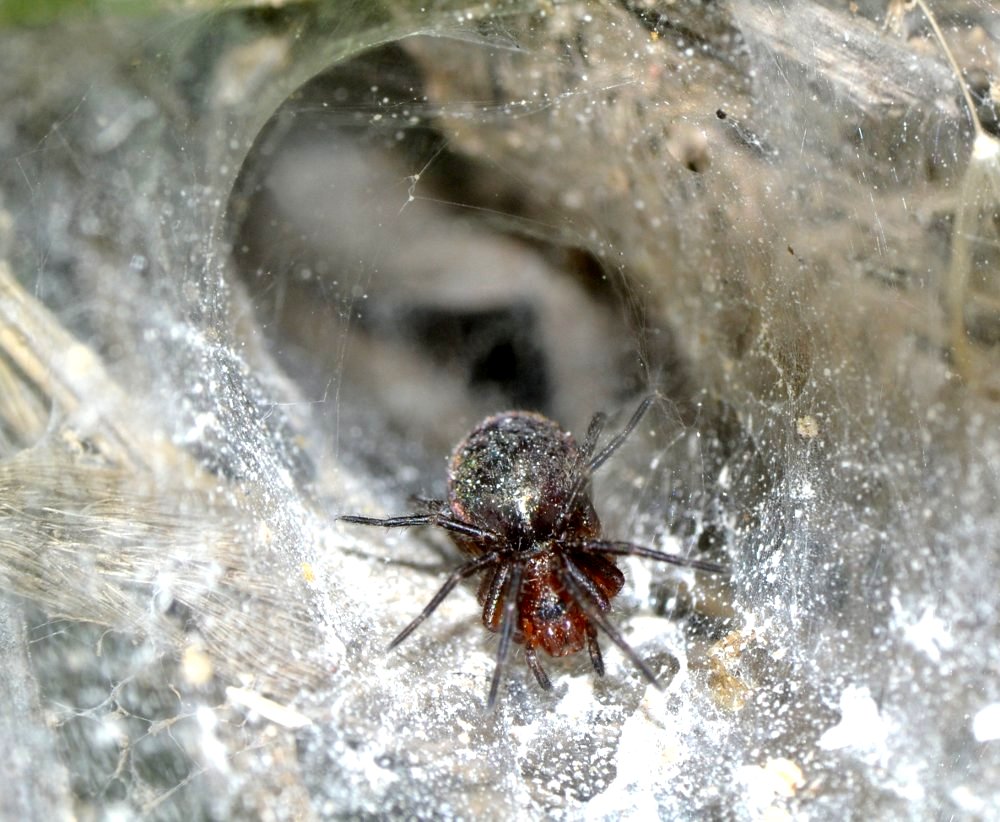 Agelena cf. labyrinthica