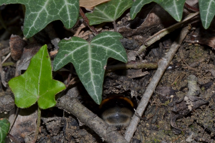 ID Futura regina Bombus [B.subterraneus latreillellus?]