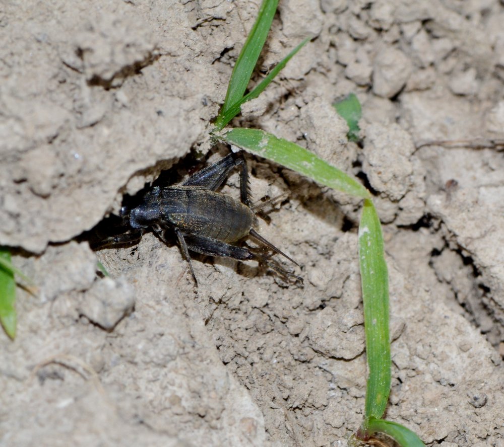 ID: ninfa Gryllus campestris? No Melanogryllus desertus