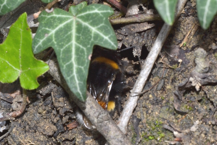 ID Futura regina Bombus [B.subterraneus latreillellus?]