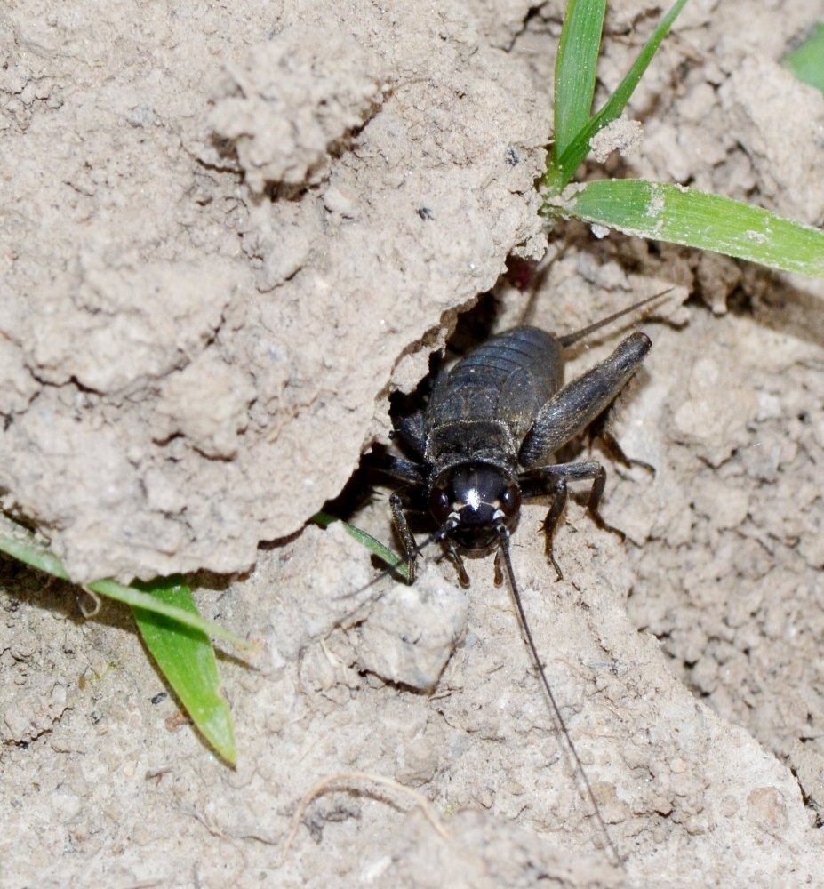 ID: ninfa Gryllus campestris? No Melanogryllus desertus