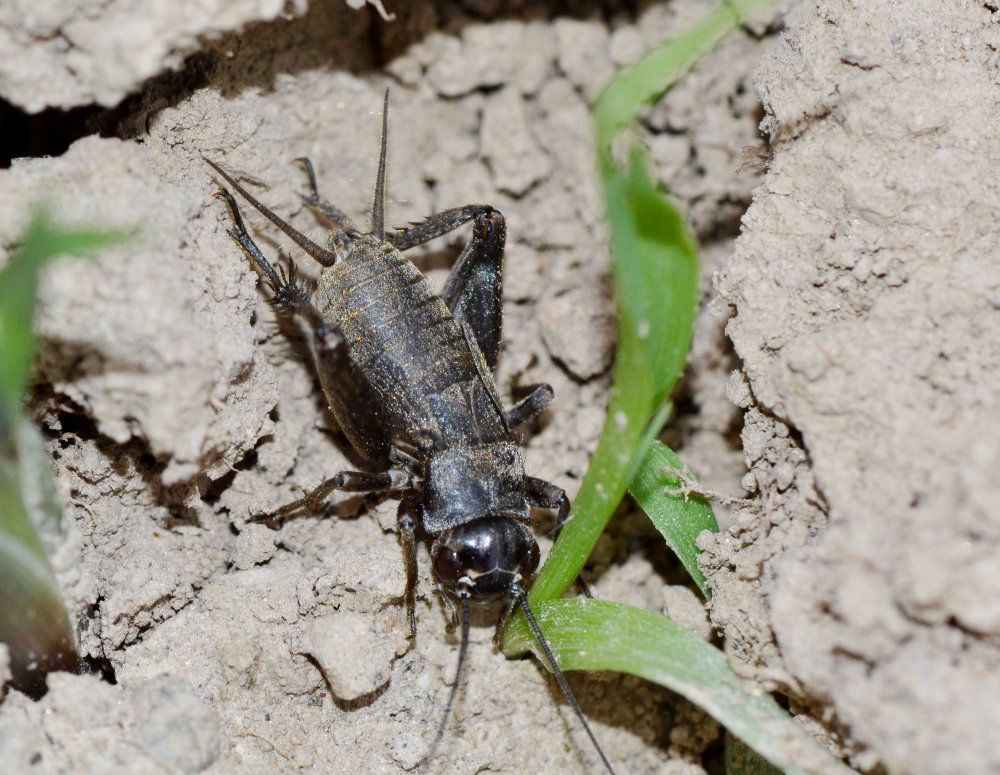 ID: ninfa Gryllus campestris? No Melanogryllus desertus