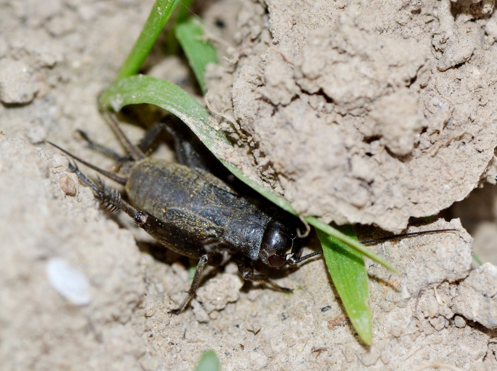 ID: ninfa Gryllus campestris? No Melanogryllus desertus