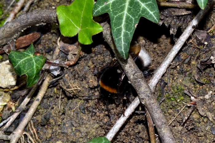 ID Futura regina Bombus [B.subterraneus latreillellus?]